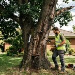 Tree Needs